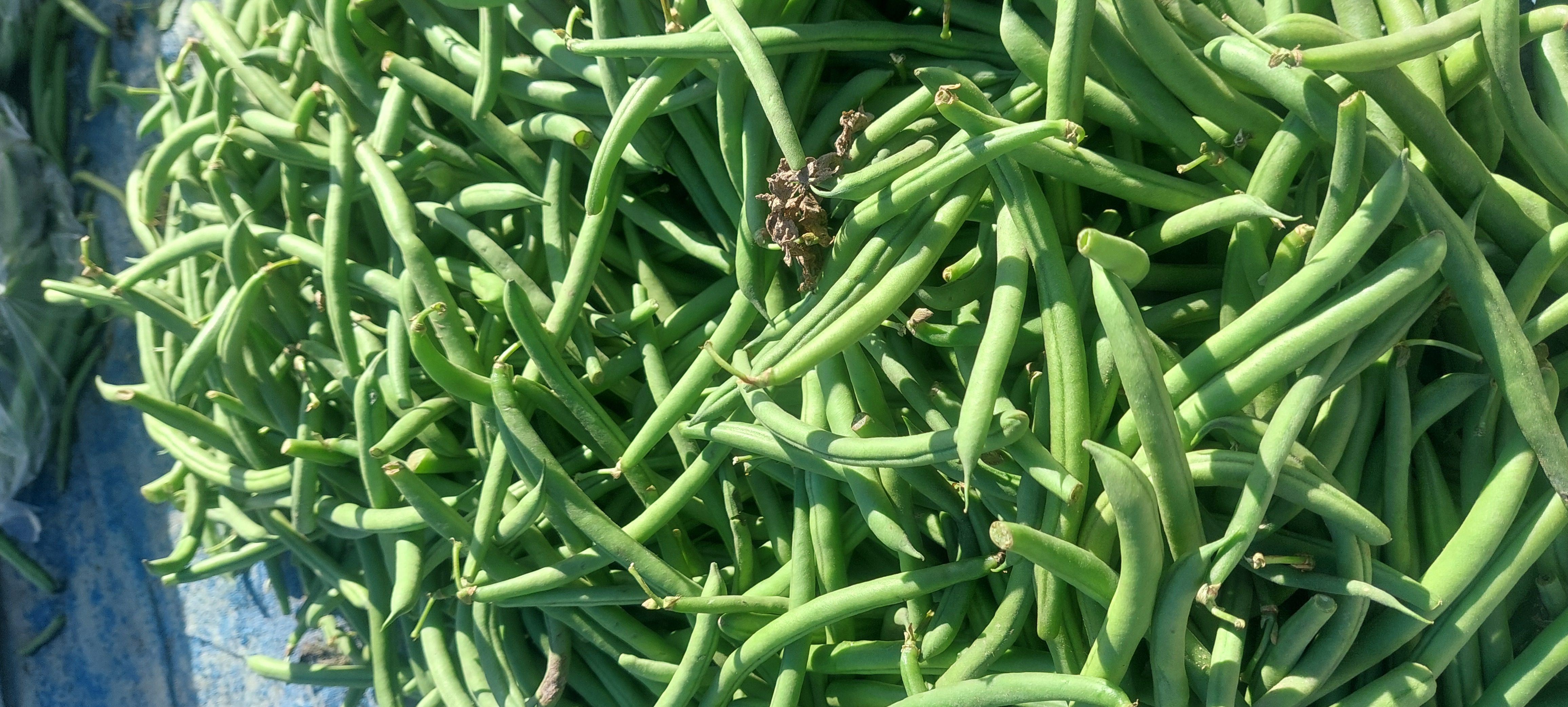 Green beans