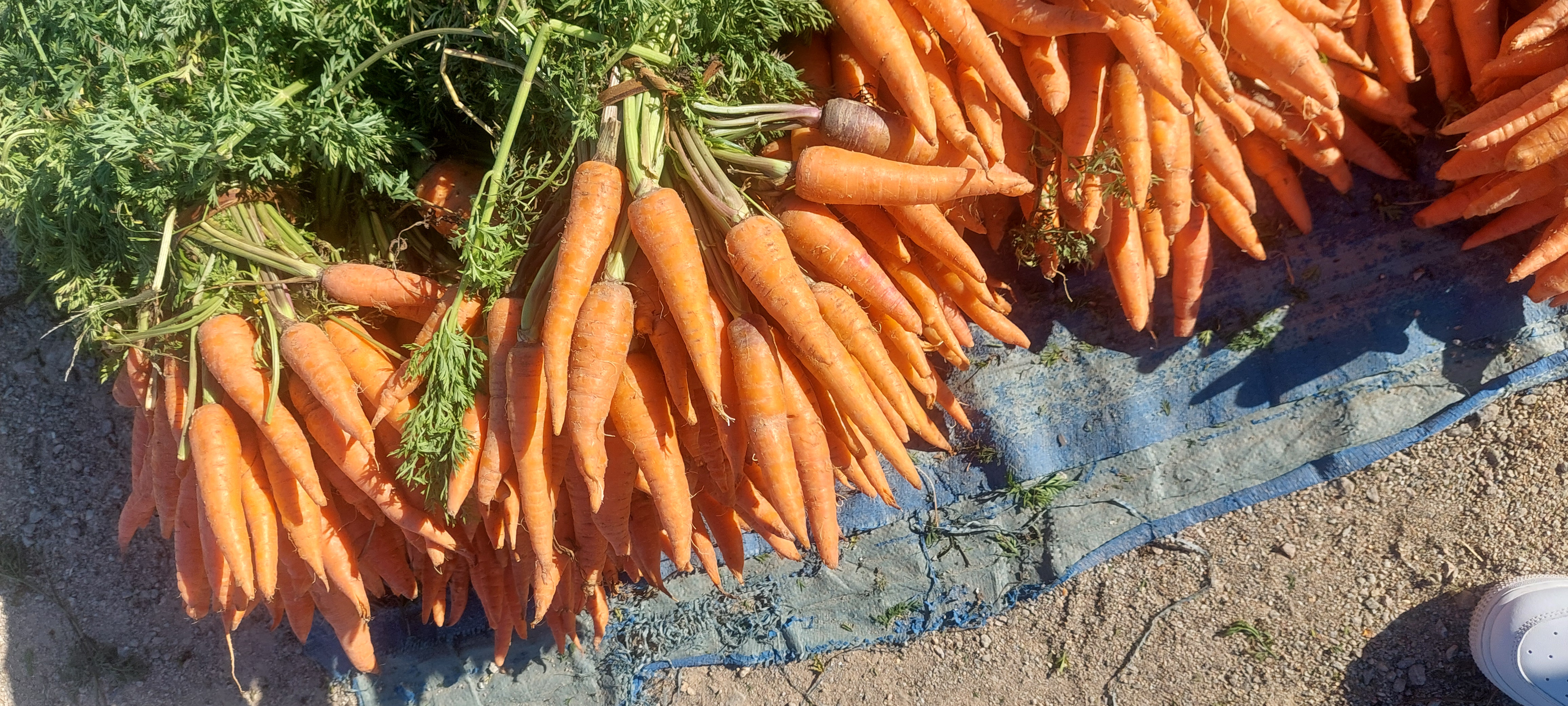 Carrots