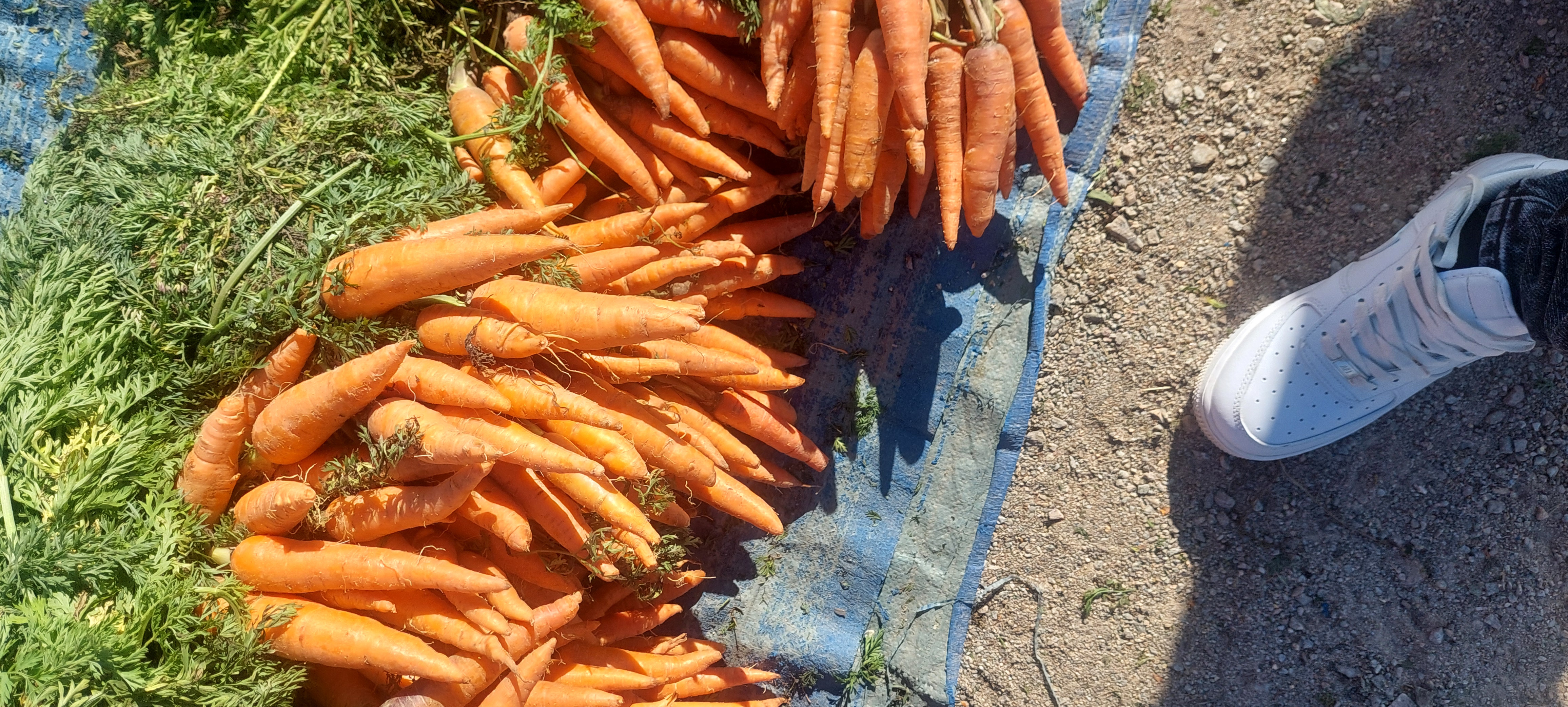 Carrots