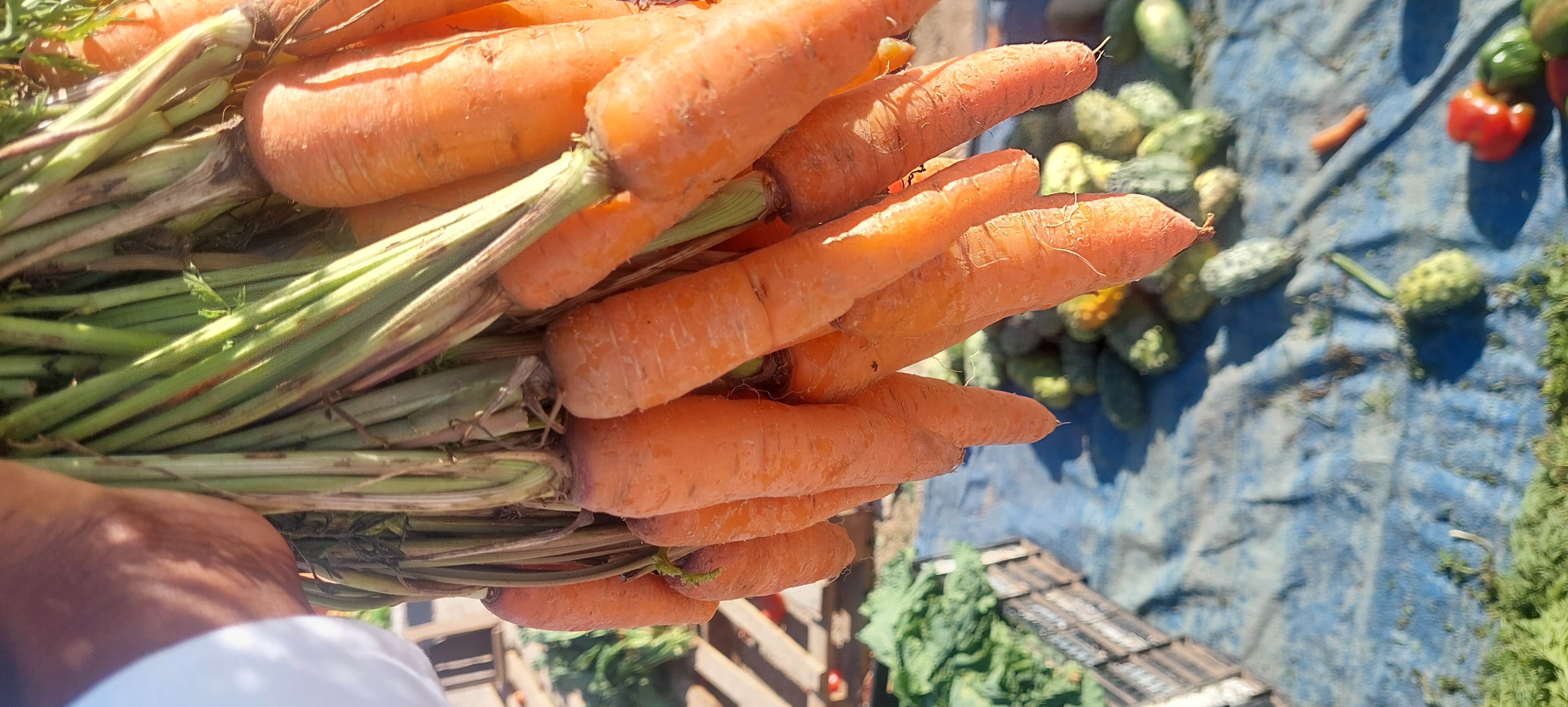 Carrots