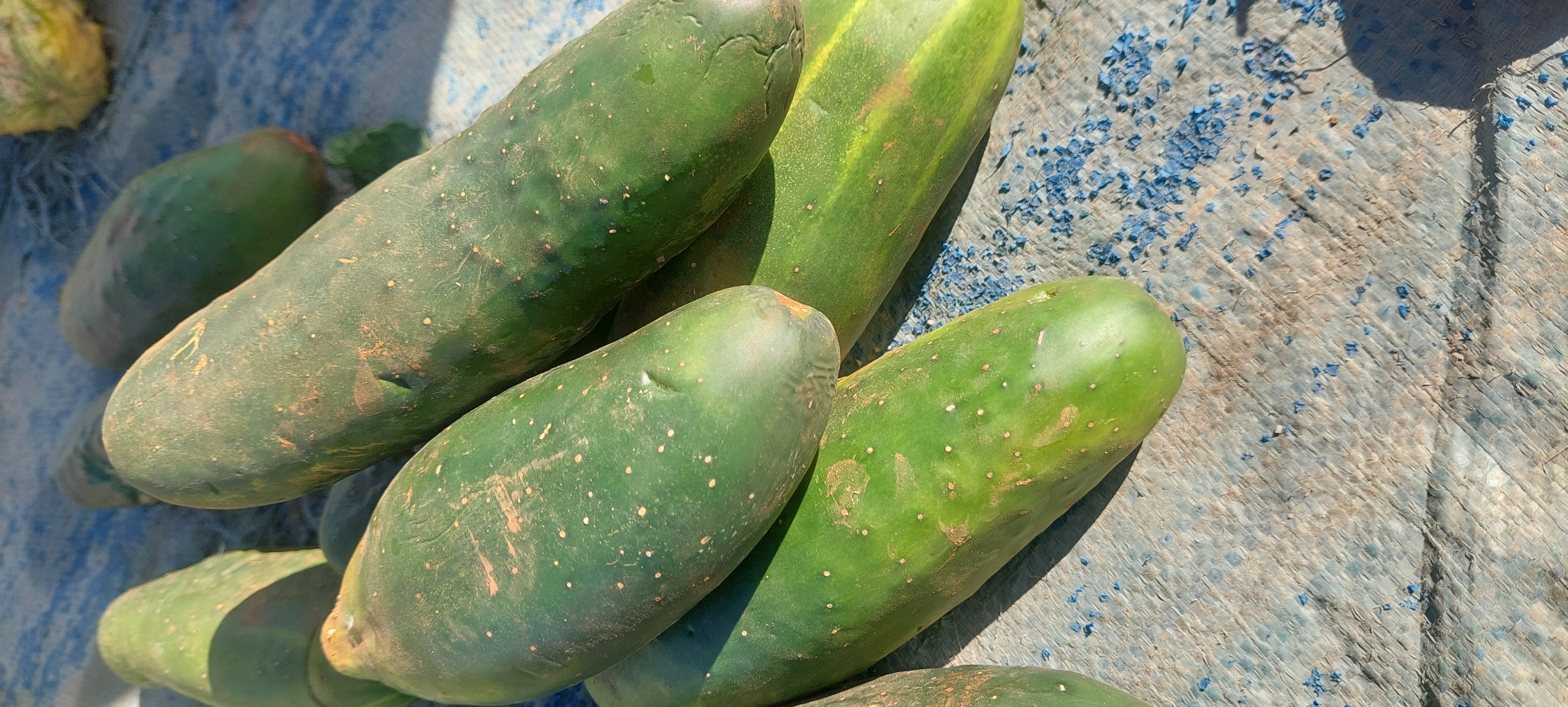 Cucumber
