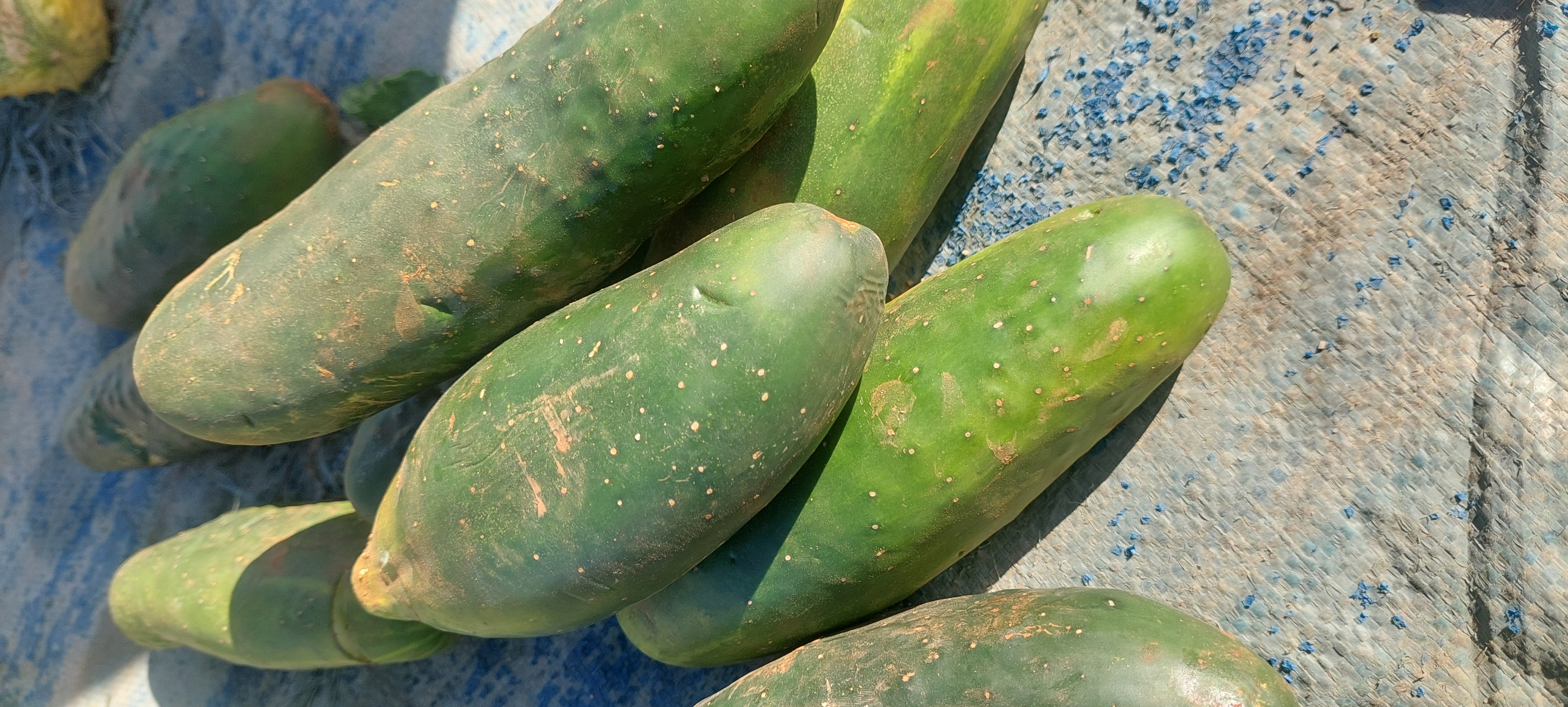 Cucumber