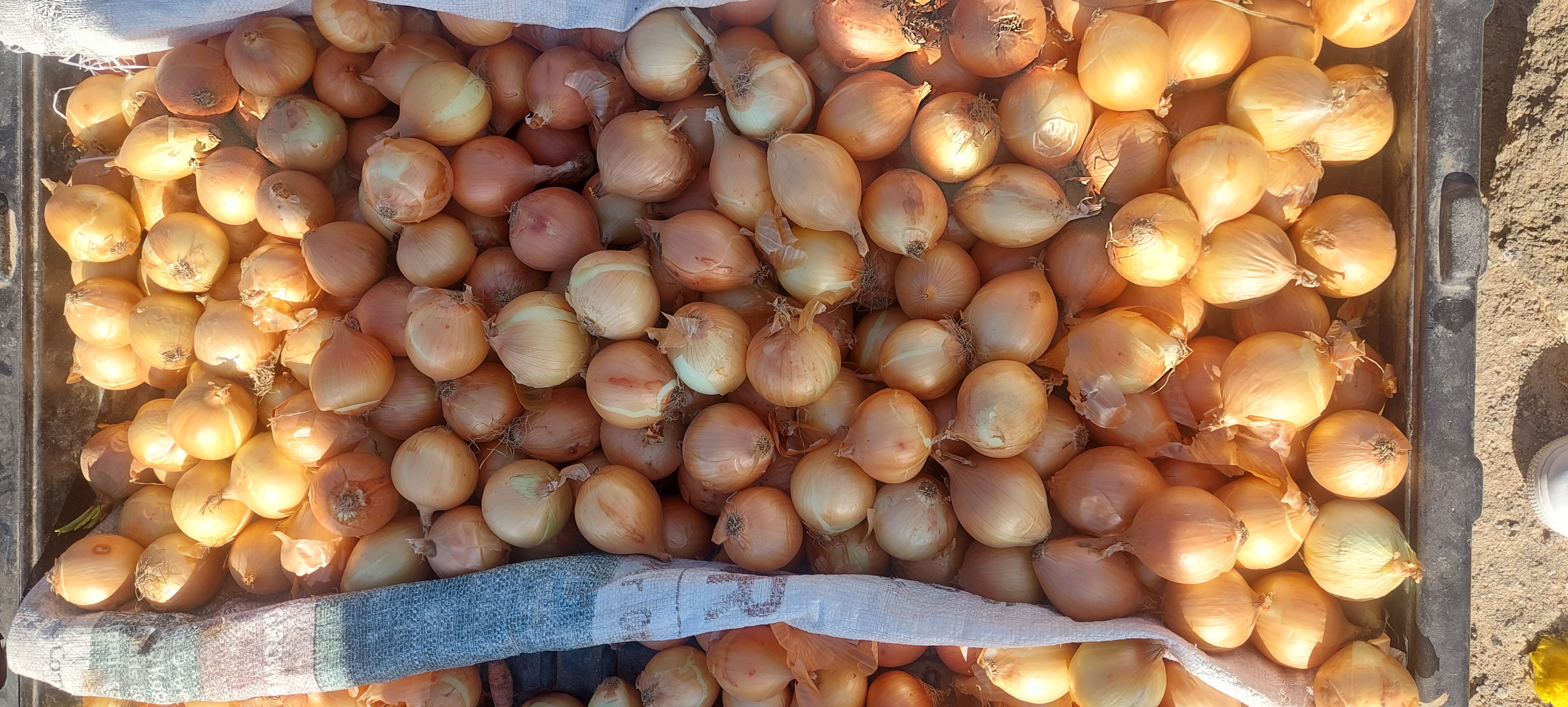 Onions