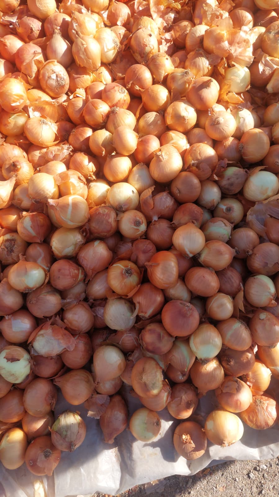Fresh Golden Onions