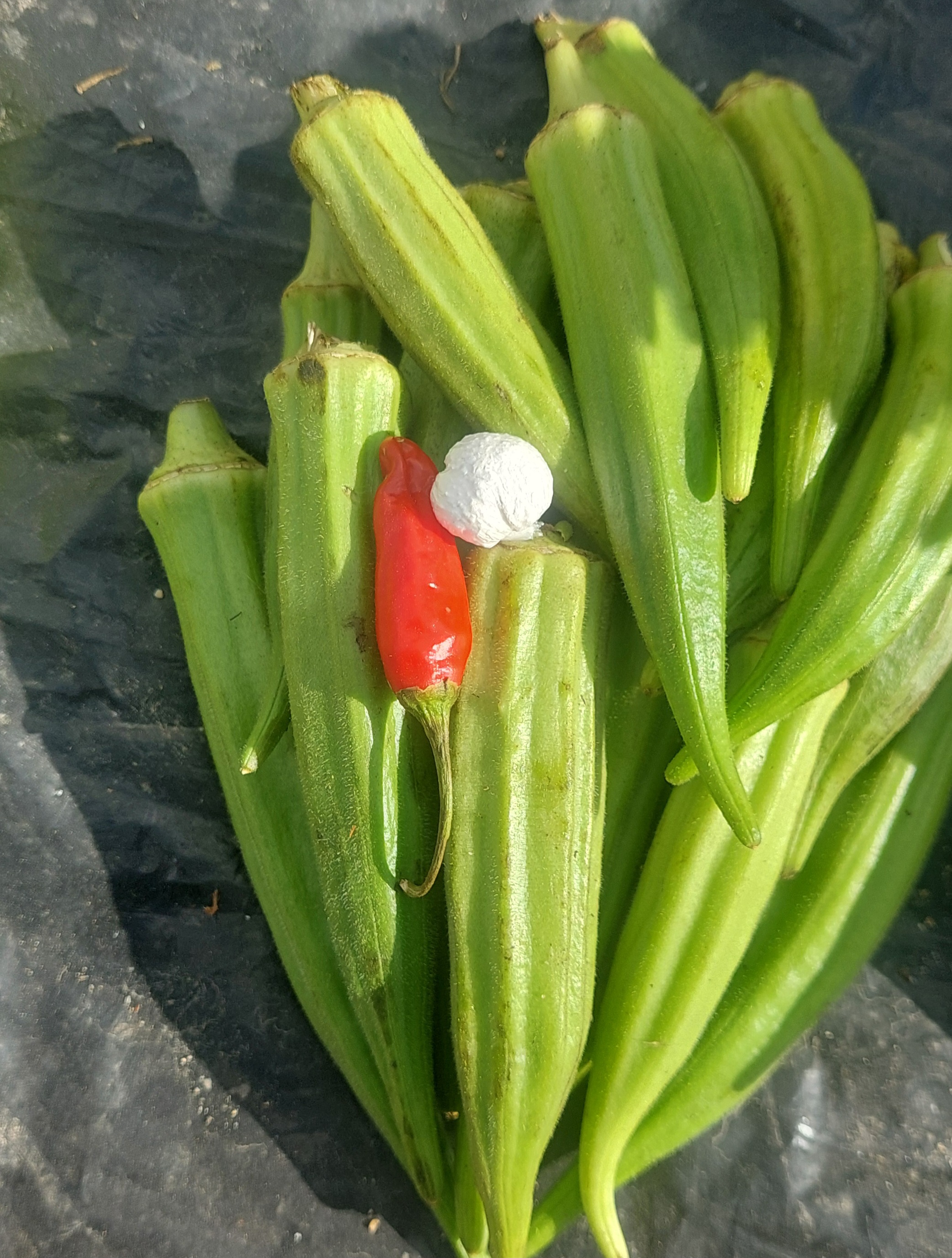 Fresh Okra Bundle with Red Chili & Soda