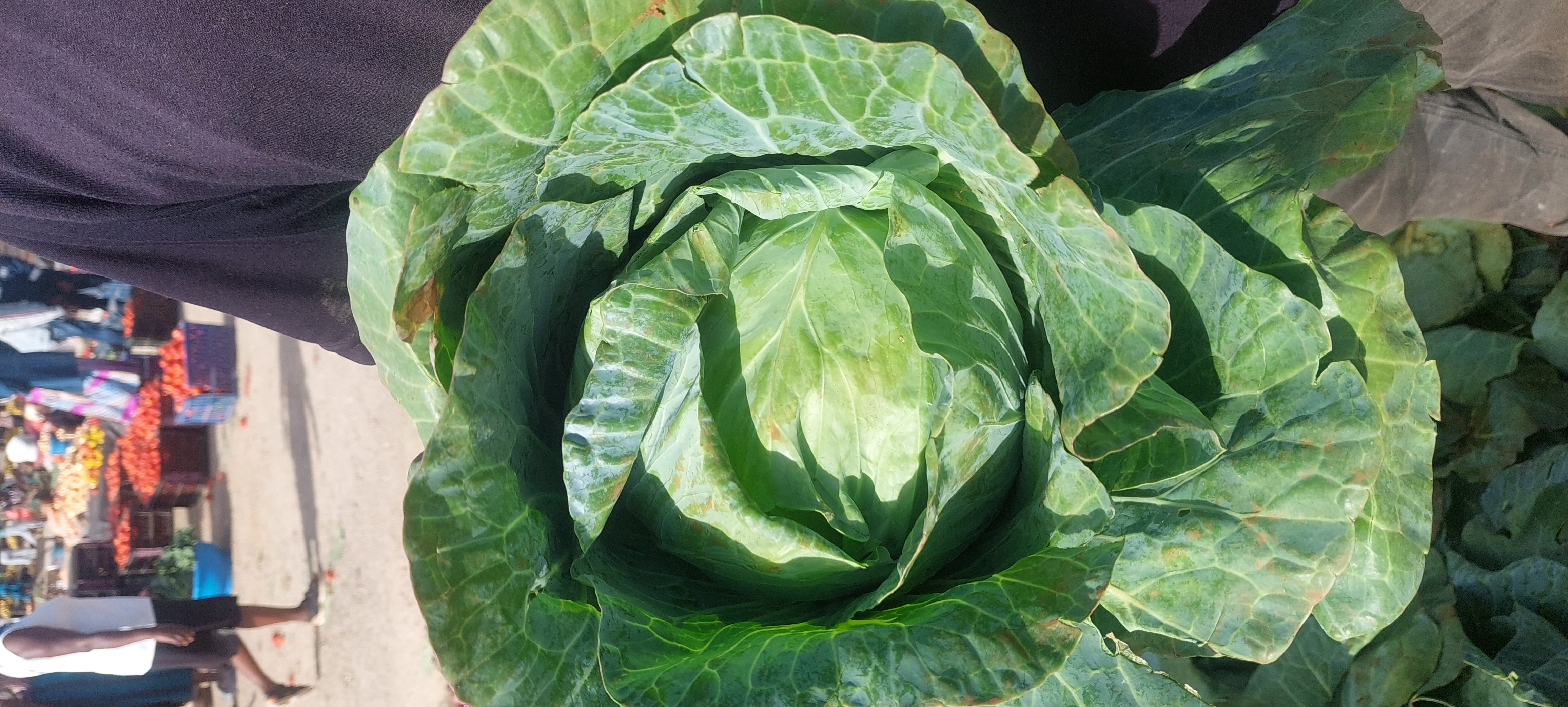 Fresh Medium Cabbage