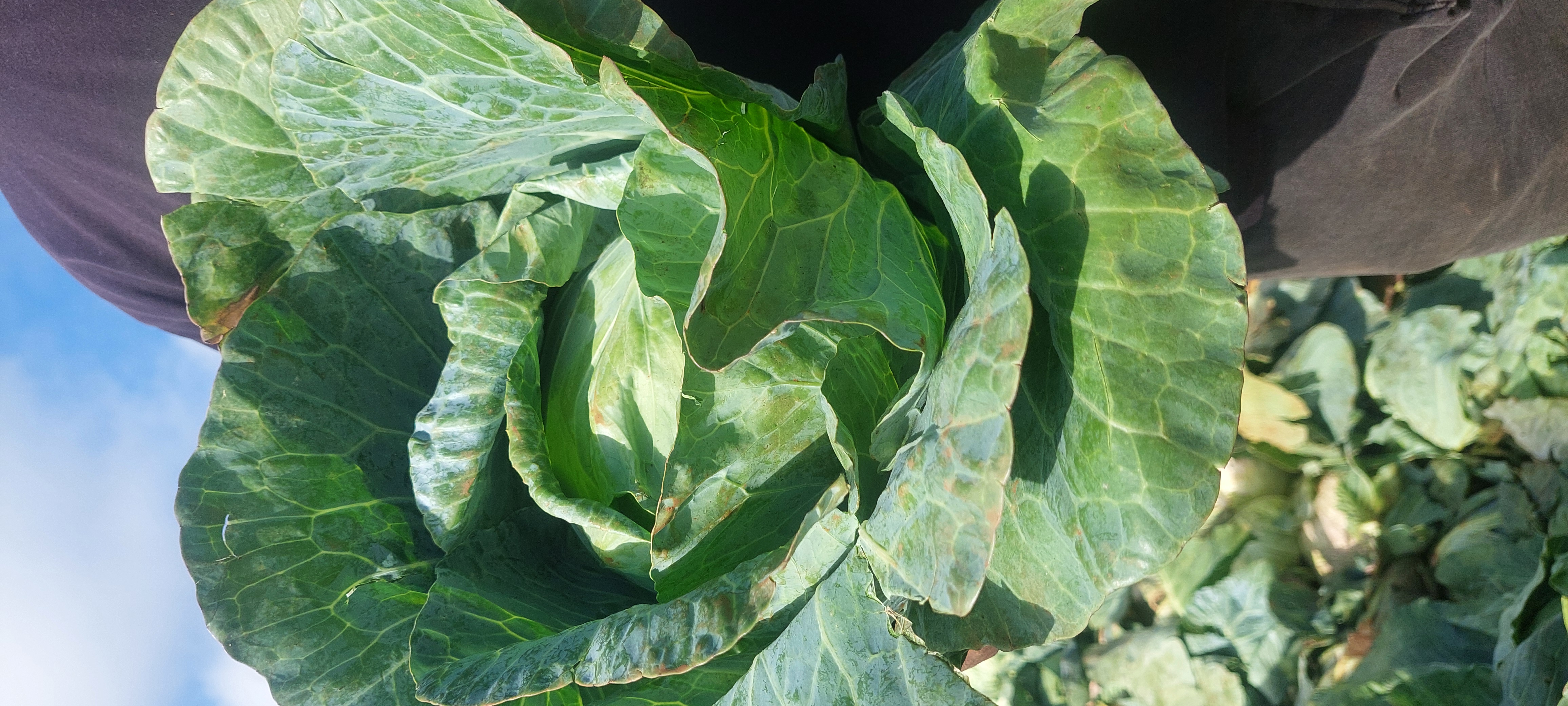Fresh Medium Cabbage