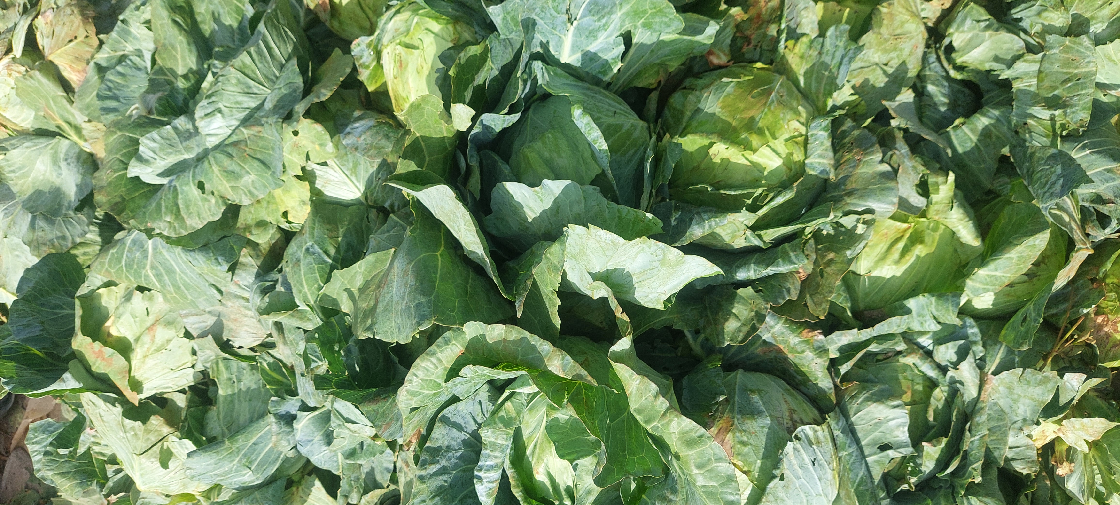 Fresh Small Cabbage  Farm Fresh & Crispy | $1 for 4