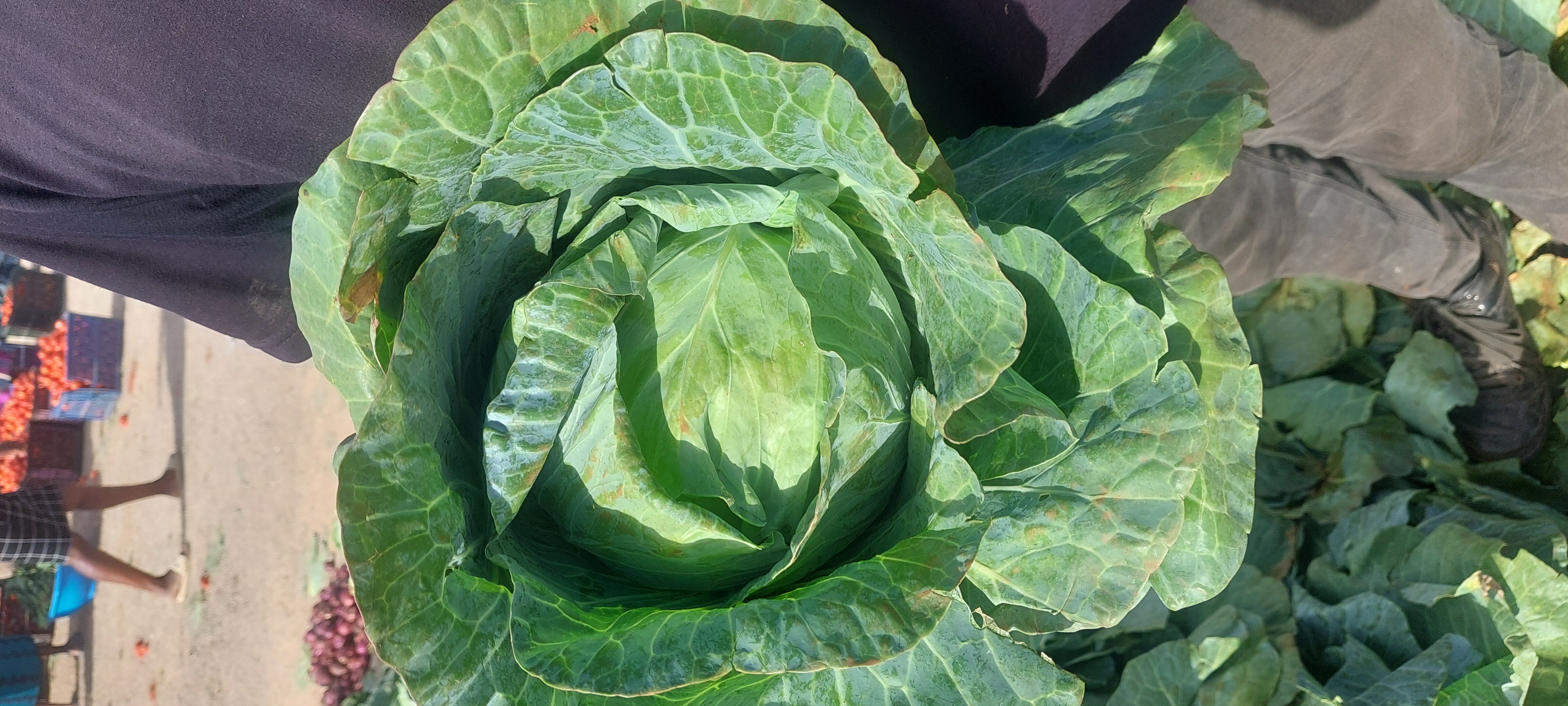 Fresh Small Cabbage  Farm Fresh & Crispy | $1 for 4