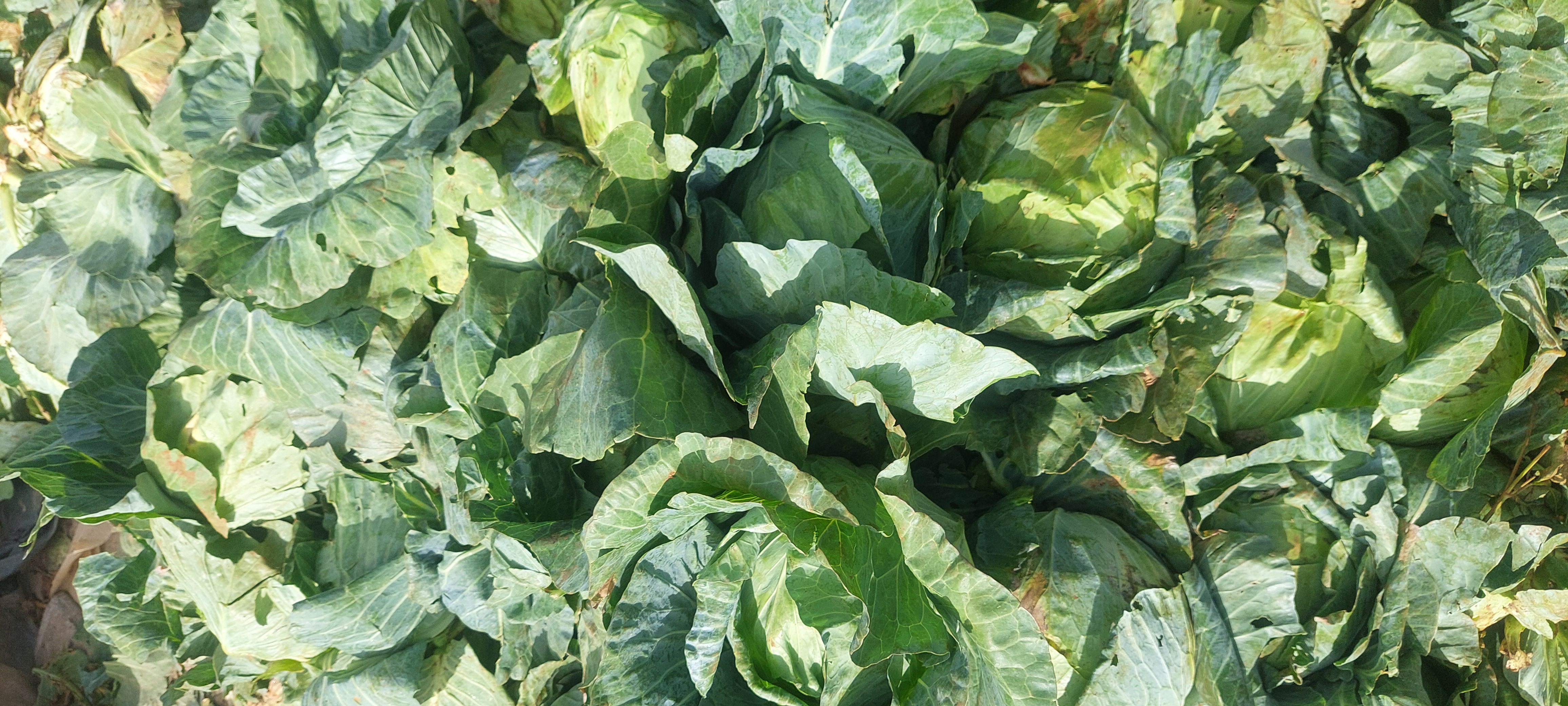 Fresh Small Cabbage  Farm Fresh & Crispy | $1 for 4