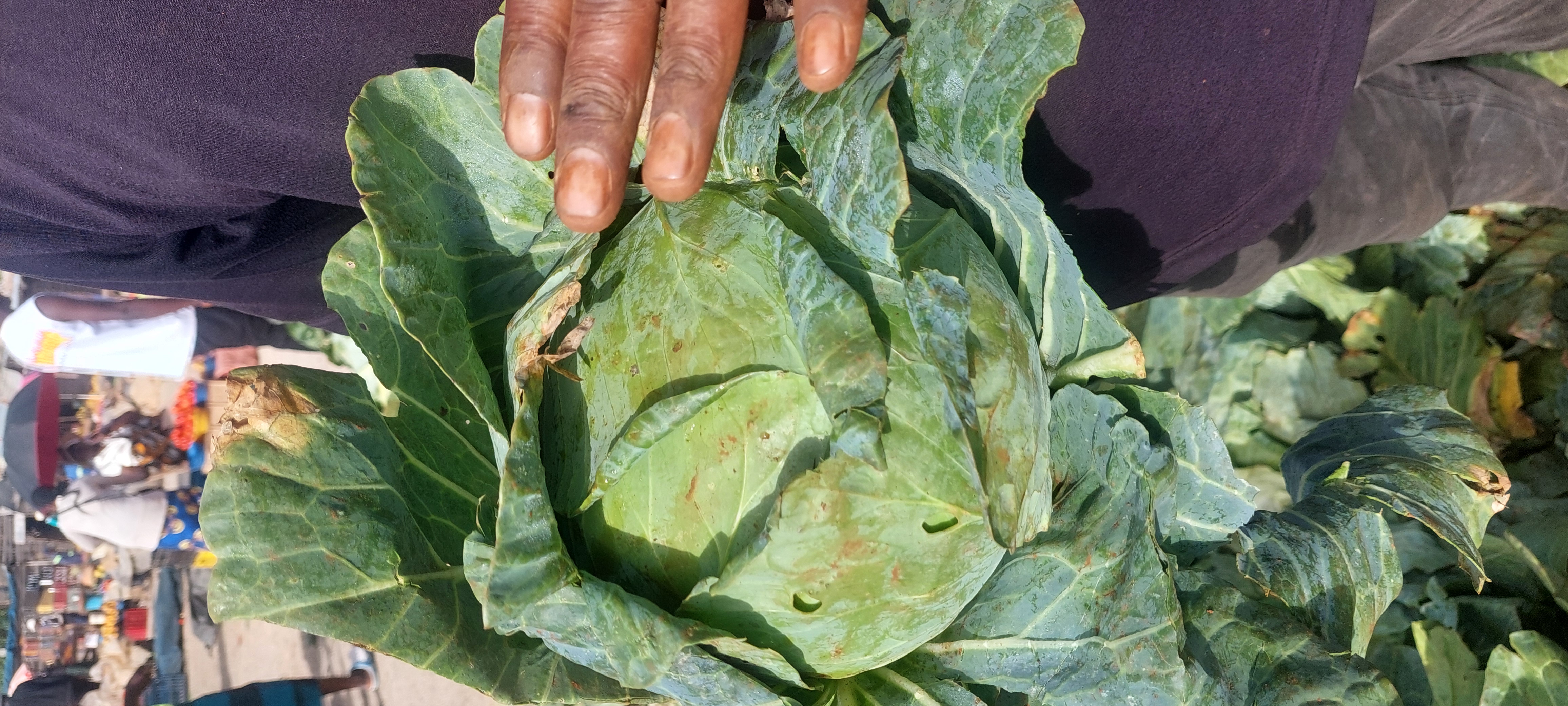 Fresh Small Cabbage  Farm Fresh & Crispy | $1 for 4