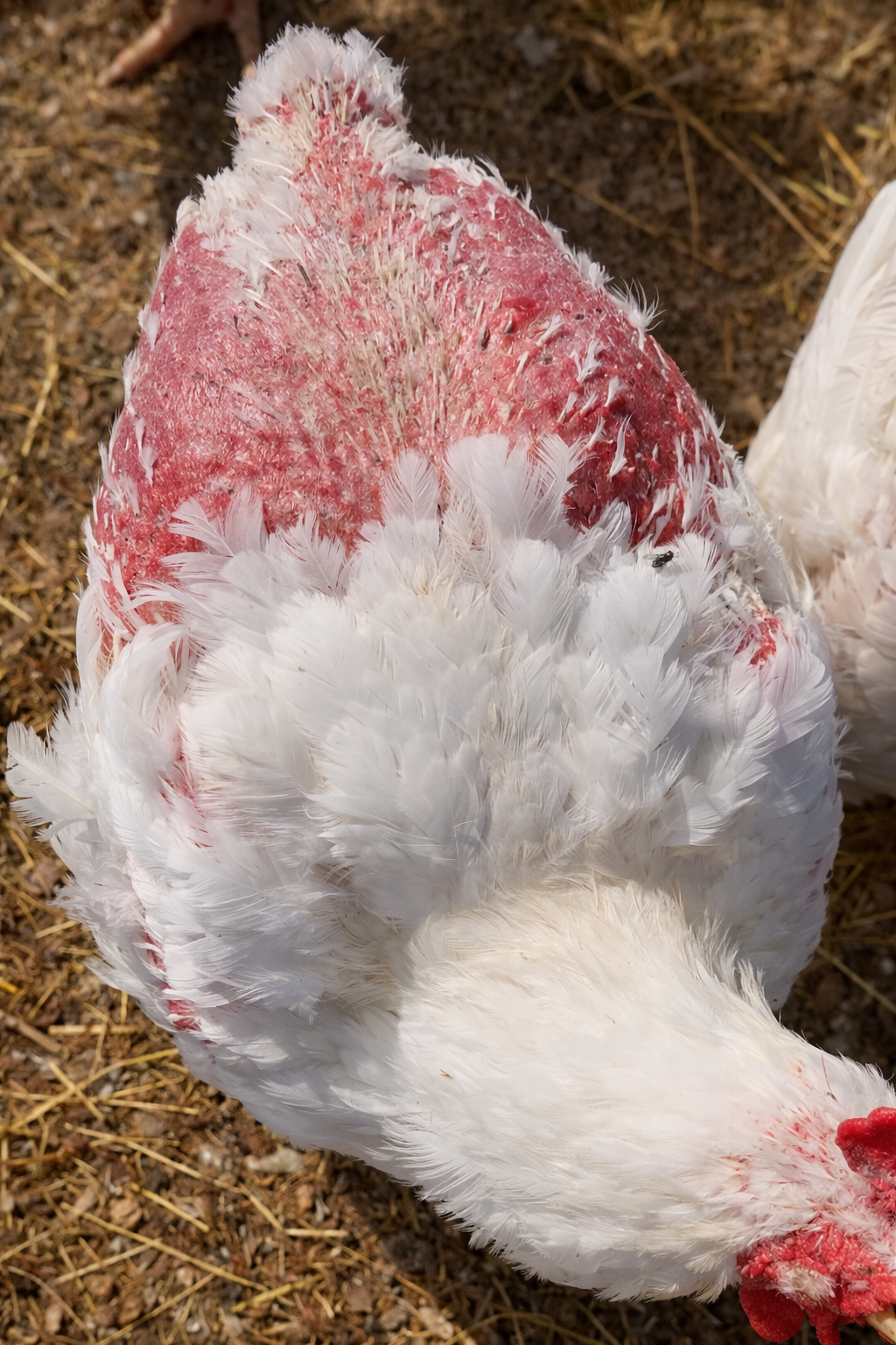 Big & Healthy Father Broilers Only $8 Each
