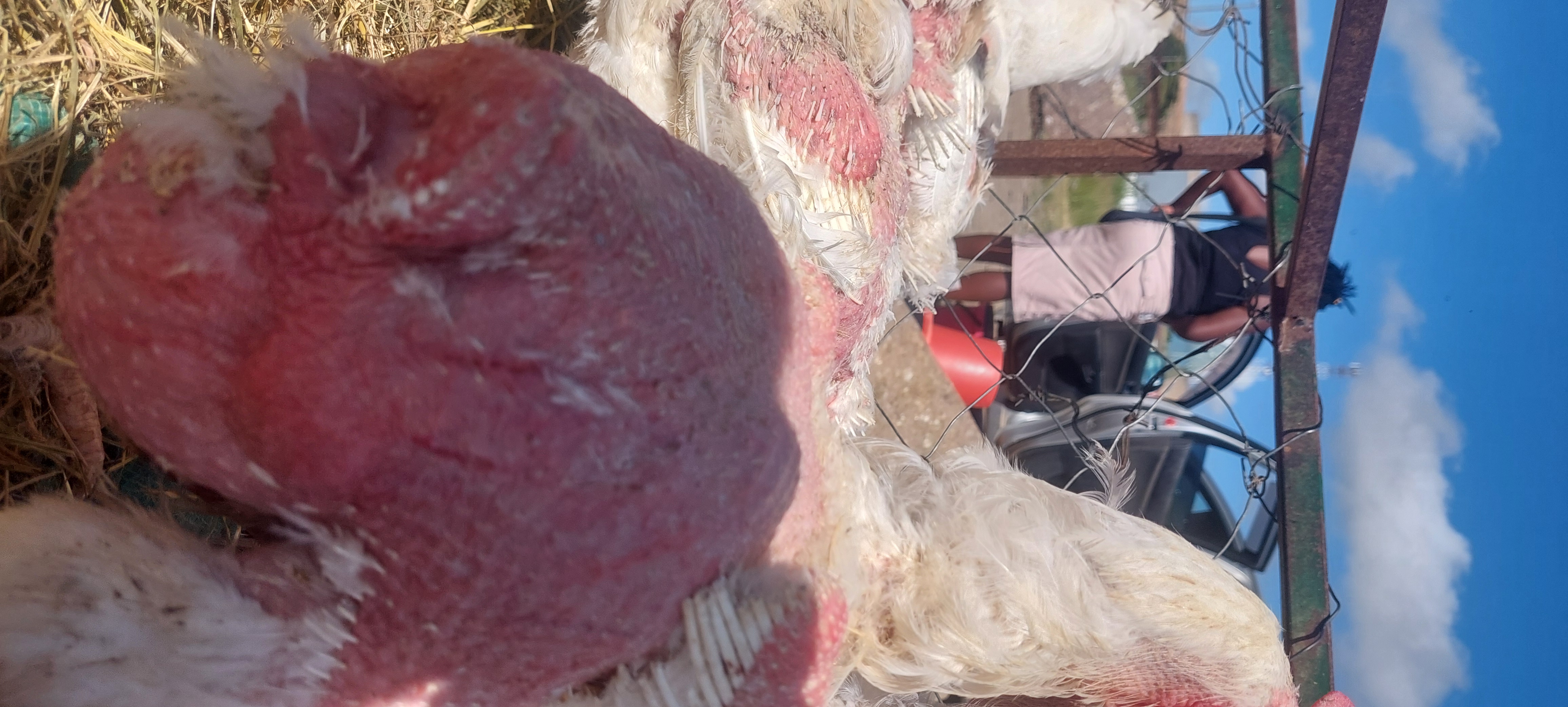 Big & Healthy Father Broilers Only $8 Each