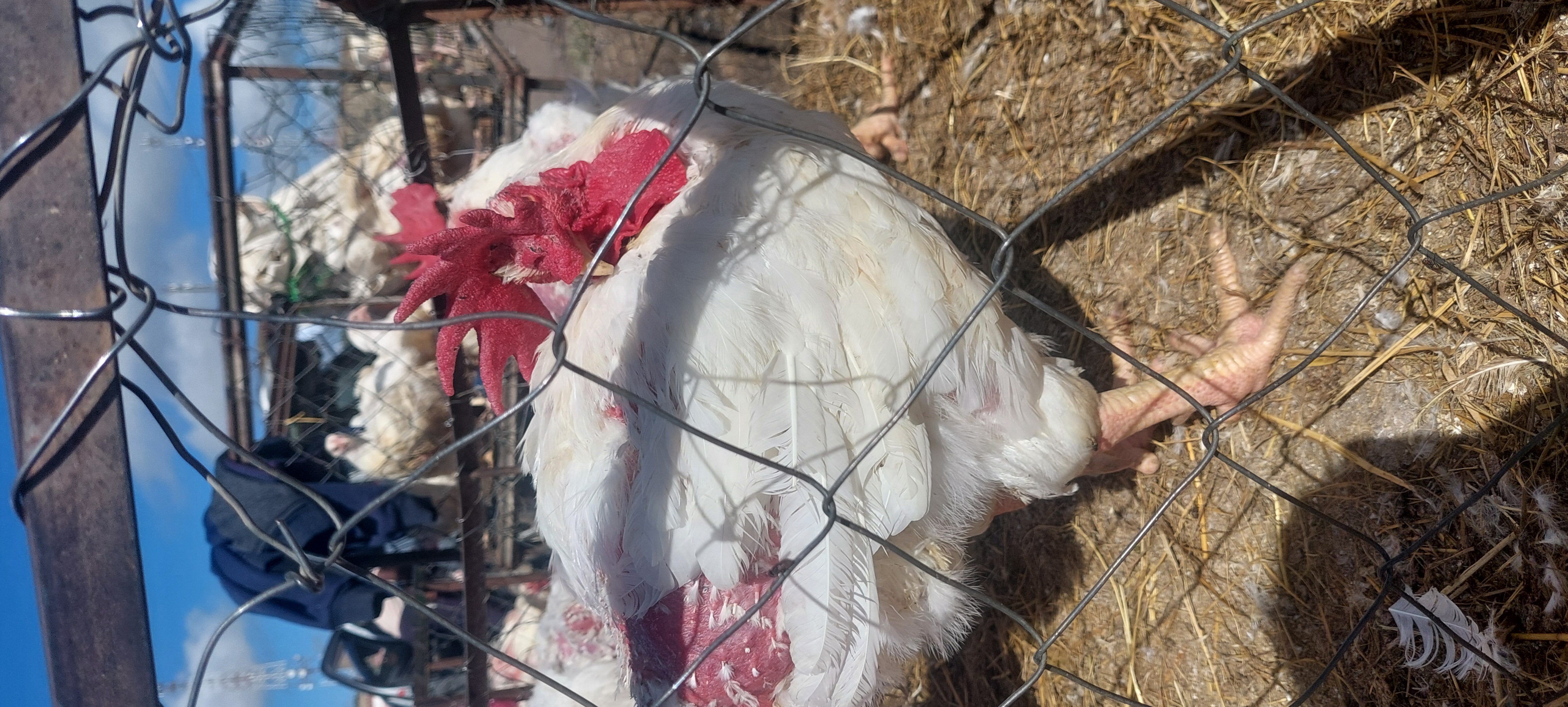Big & Healthy Father Broilers Only $8 Each