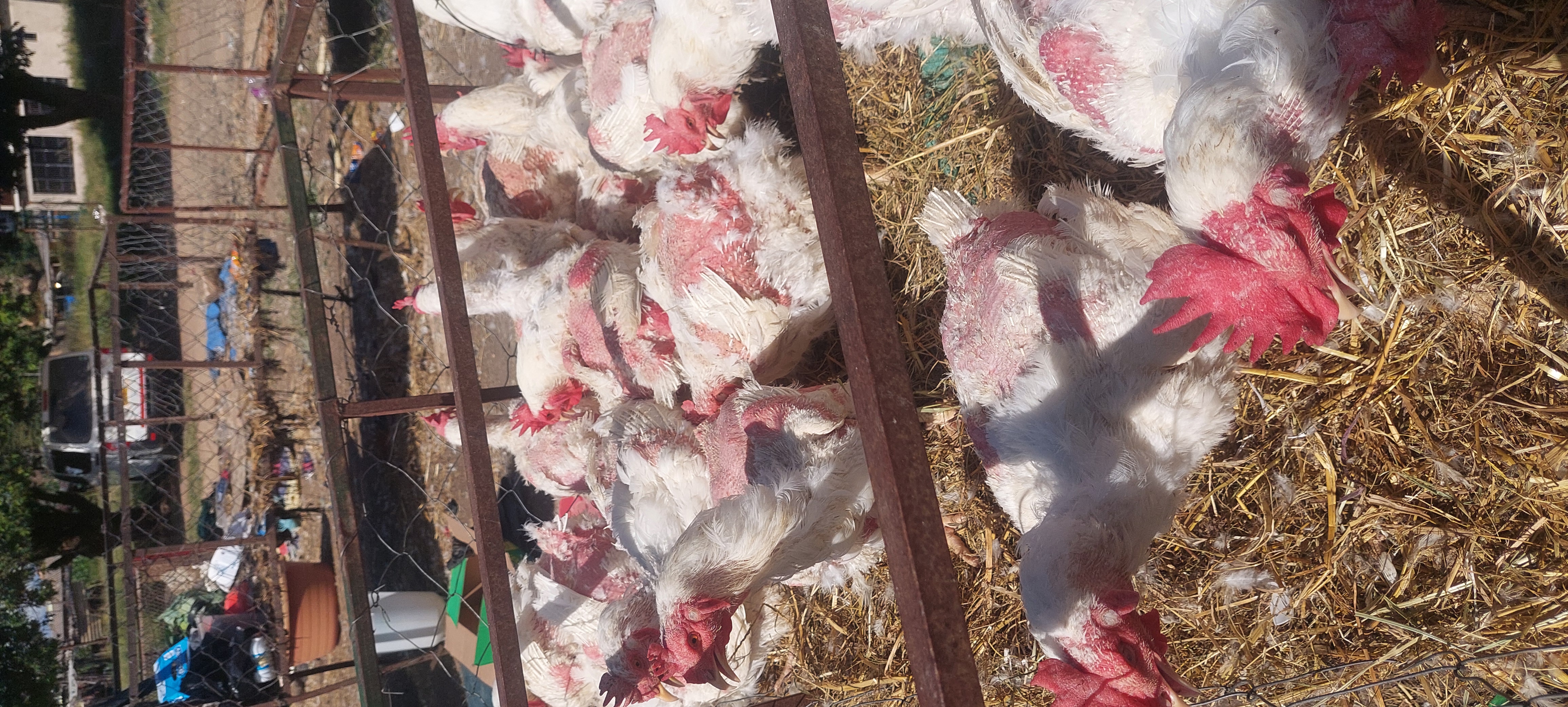 Big & Healthy Father Broilers Only $8 Each