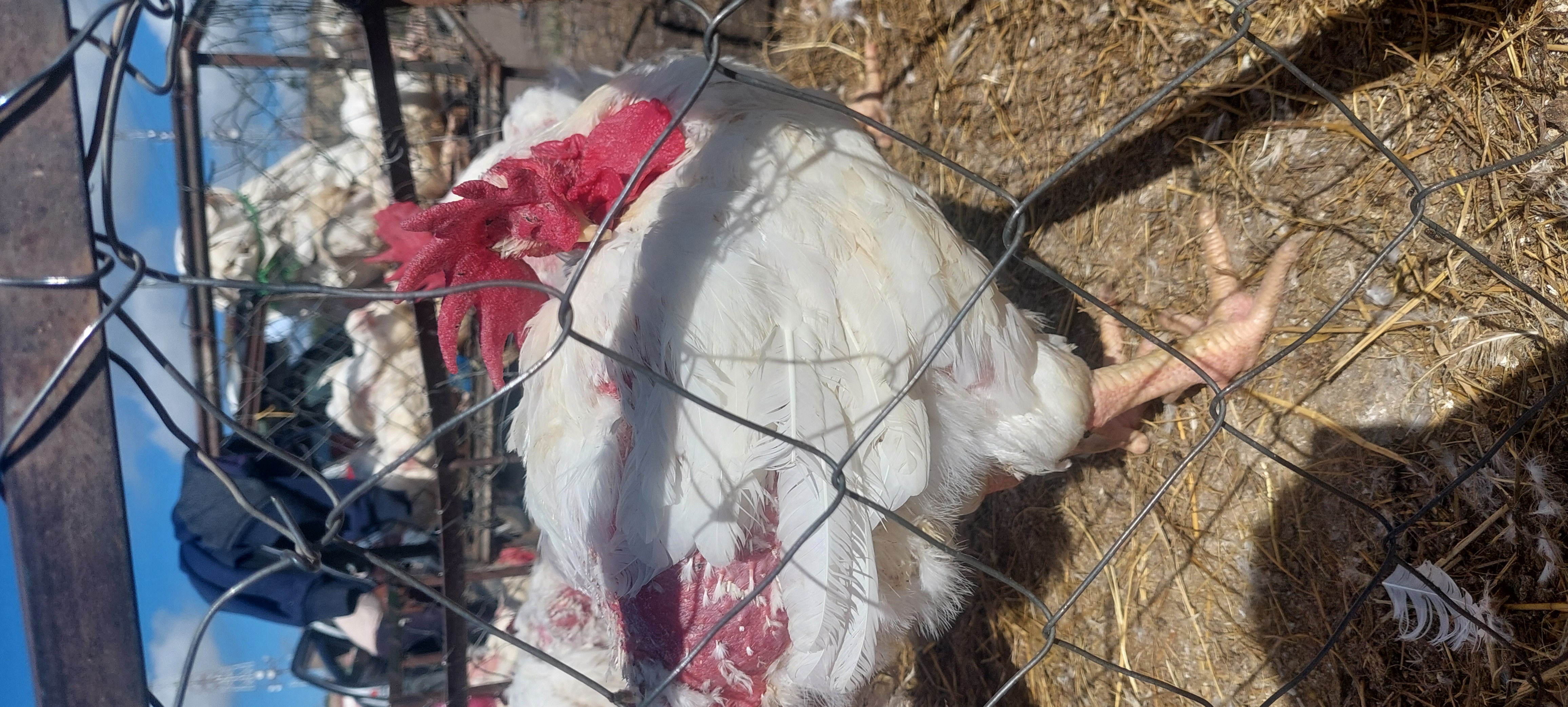 Big & Healthy Father Broilers Only $8 Each